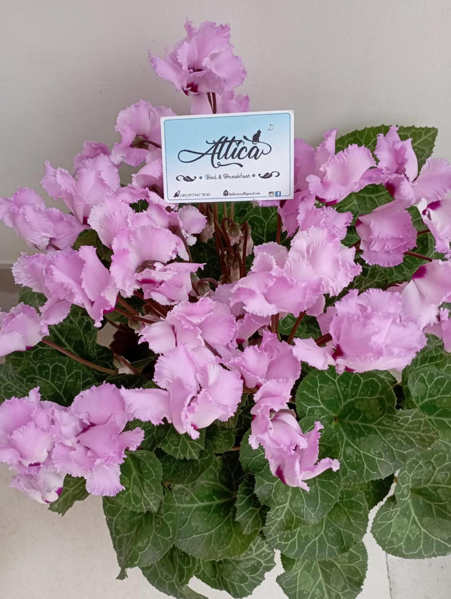 Attica B&B Terlizzi Ngoại thất bức ảnh